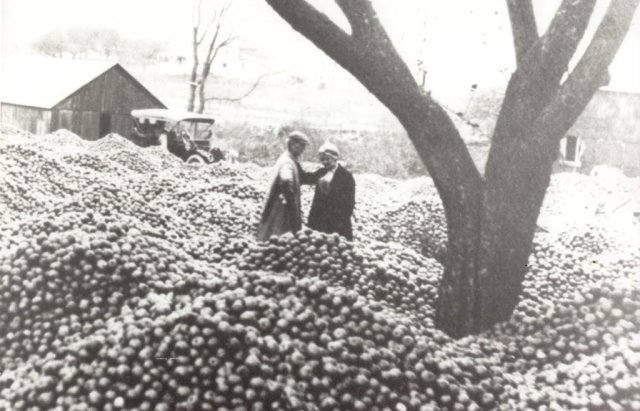 Mrs Downs Apples for drying - early 1900's - in the Hollow
